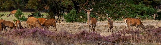 35 Hoge Veluwe, edelherten.jpg